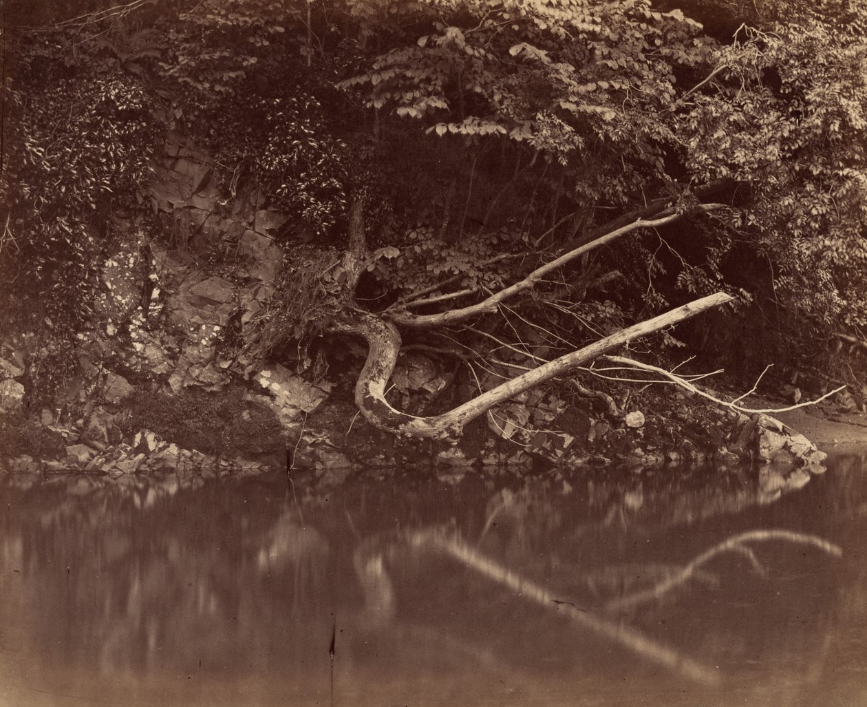 ضفة النهر في وادي نيث، ج. 1855 (صورة) بواسطة GB Gething
