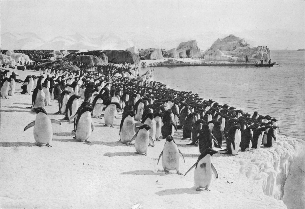 منتزه البطاريق ، 1911 ، 1913. بواسطة ج. موراي ليفيك