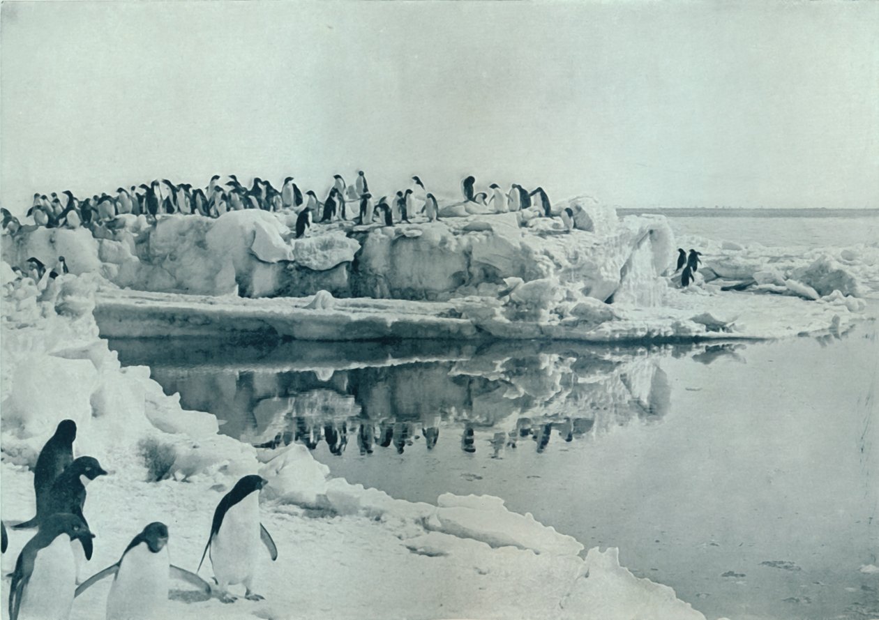 طيور البطريق على الجليد ، 1911 ، 1913 بواسطة ج. موراي ليفيك