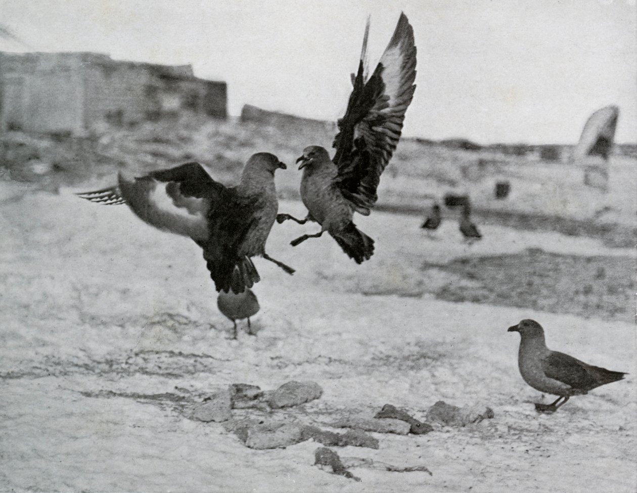 سكوا نورس يتقاتل على بعض دهن ، 1911 ، 1913 بواسطة ج. موراي ليفيك