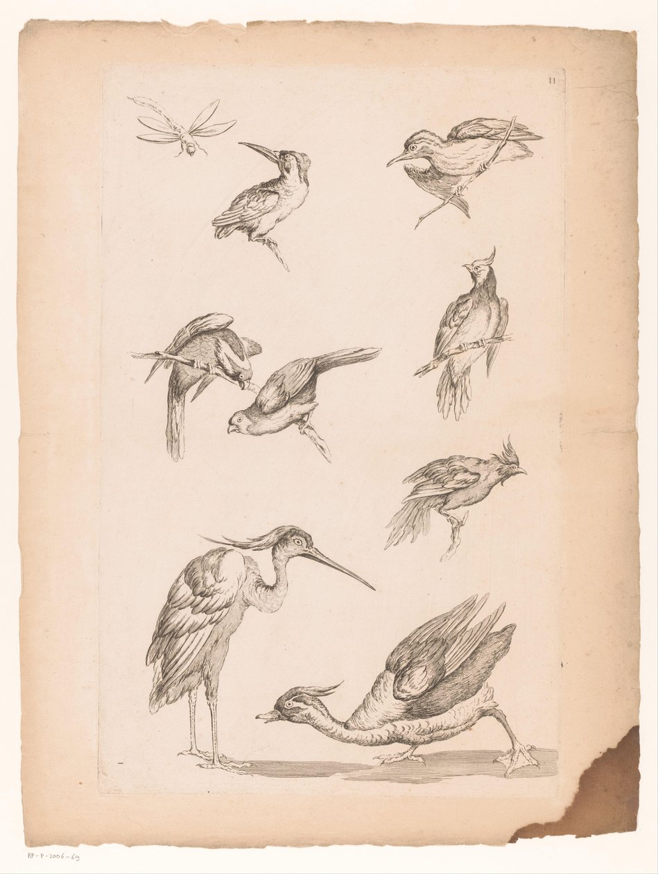 ثمانية طيور صينية ، بما في ذلك Kingfishers ، مالك الحزين ، بطة واليعسوب طيور صينية مختلفة (عنوان المسلسل) Livre des differentes éspeces d
