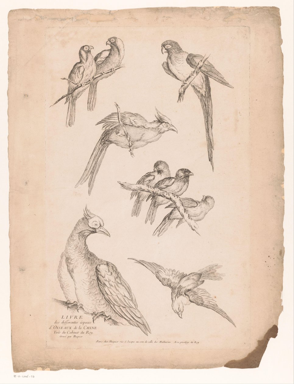 تسعة طيور صينية مختلفة الطيور الصينية (عنوان السلسلة) Livre des differentes éspeces d'oiseaux de la Chine (عنوان السلسلة على الكائن) بواسطة غابرييل هوكيير (منسوب إلى)