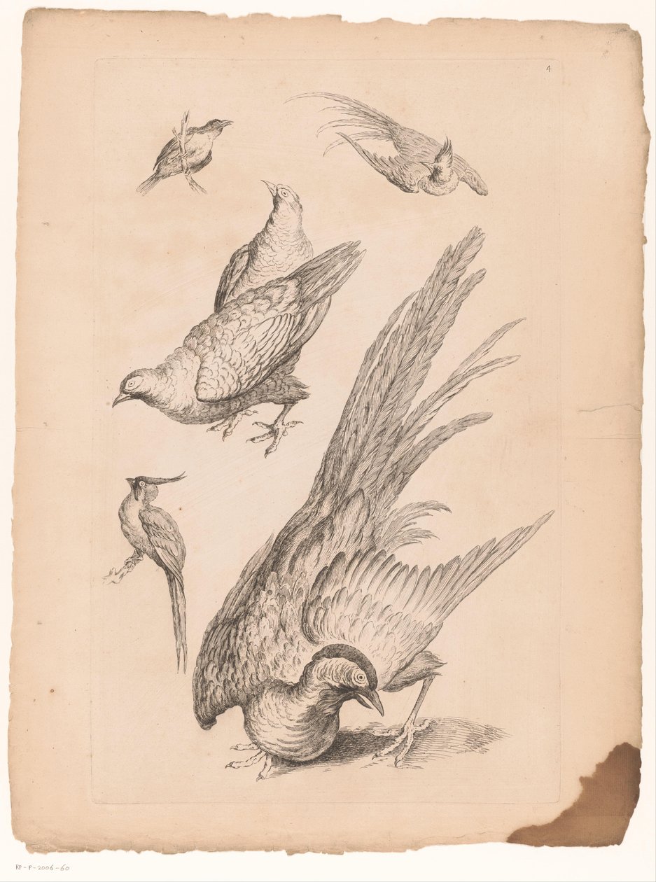 Zes الصينية vogels Verschillende Chinese vogels (عنوان المسلسل) كتاب الأنواع المختلفة من طيور الصين (عنوان السلسلة) بواسطة غابرييل هوكيير (منسوب إلى)