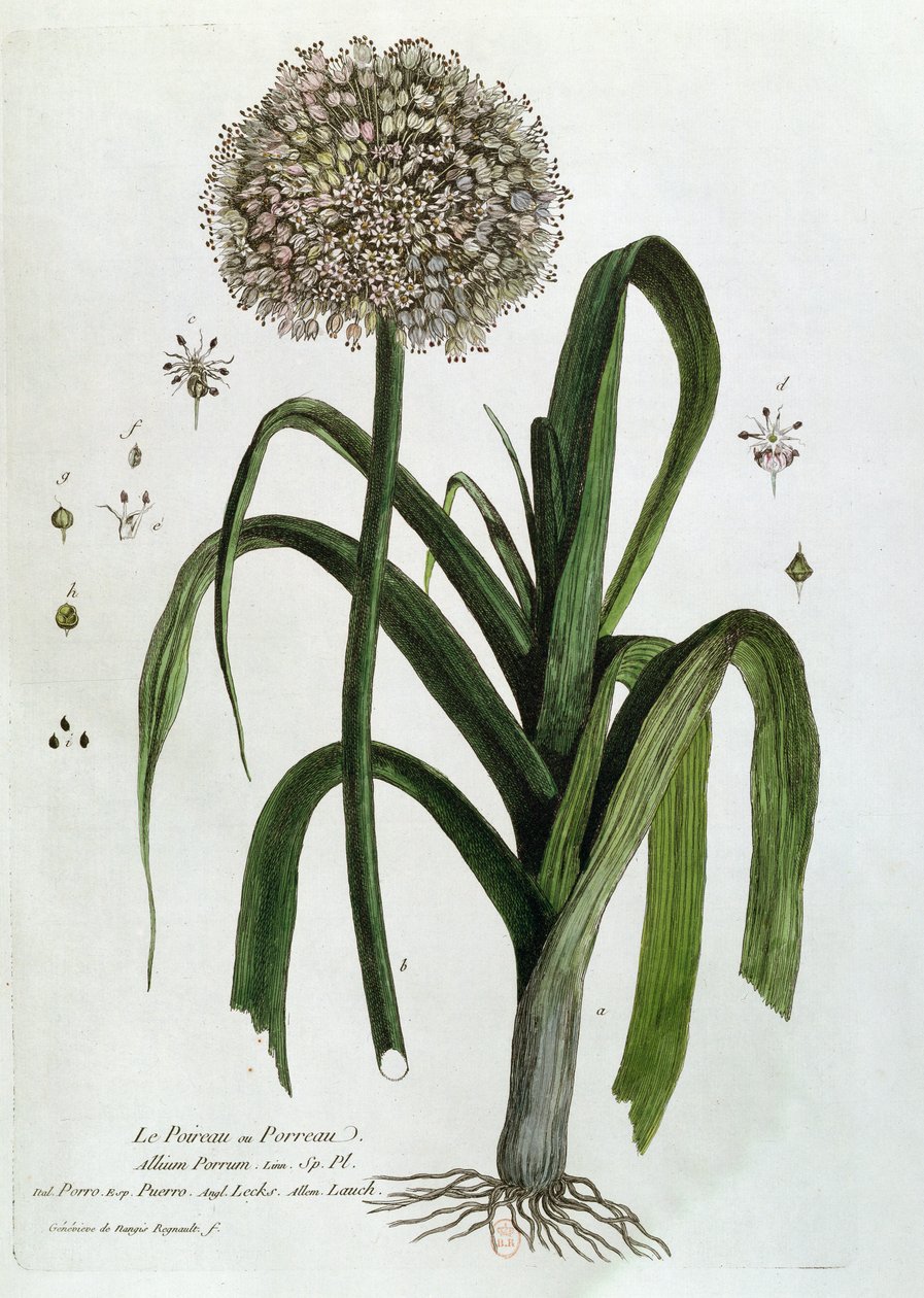 الكراث ، من "La Botanique Mise à la Scée de Tout le Monde" ، بقلم نيكولاس فرانسوا ريجنو (1746-1810) ، نشر في باريس ، 1774 بواسطة Genevieve Regnault de Nangis