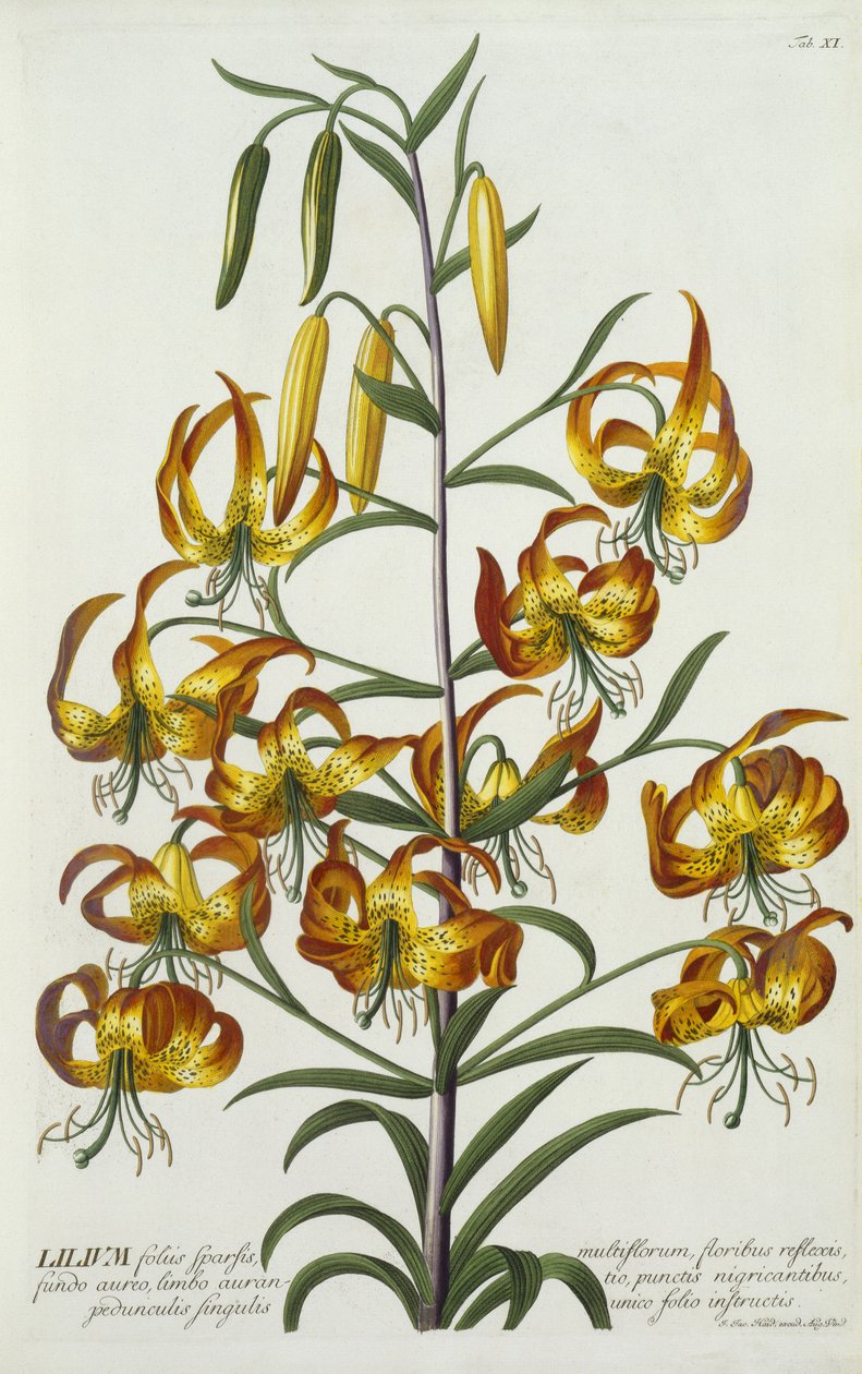 American Turkscap Lily ، c.1740 (نقش يدوي) بواسطة جورج ديونيسيوس إهريت