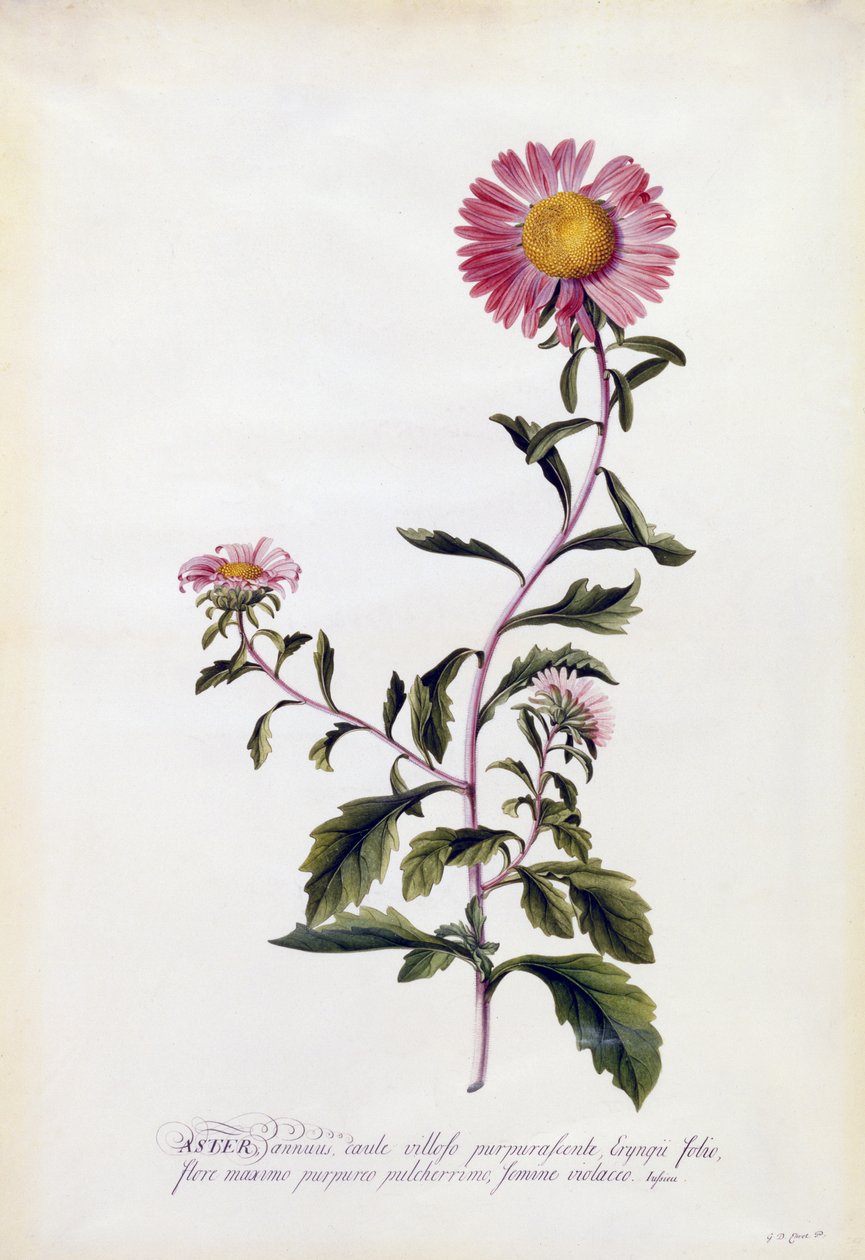 أستر ، c.1743 (نقش يدوي) بواسطة جورج ديونيسيوس إهريت