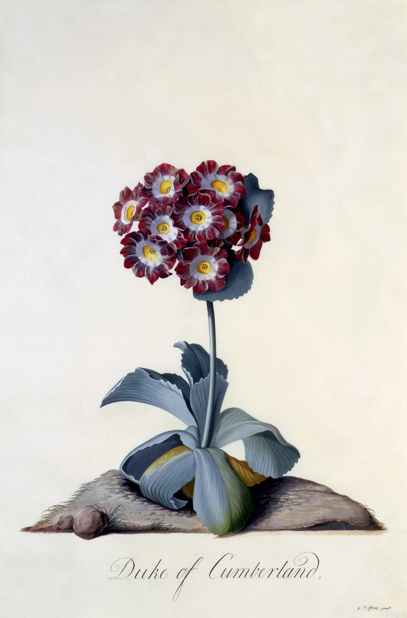Auricula دوق كمبرلاند c.1743 (النقش اليدوي) بواسطة جورج ديونيسيوس إهريت