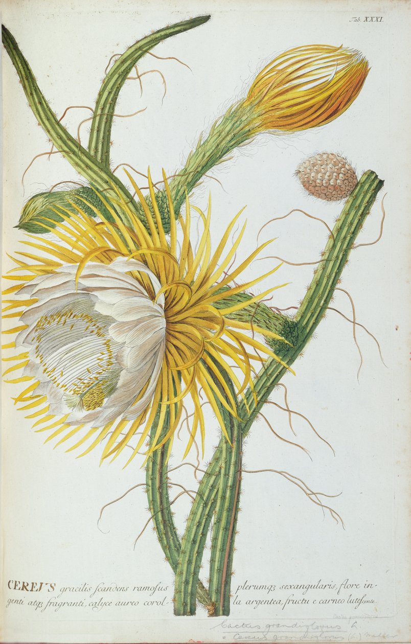 الصبار ، Cereus ، من "محدد النبات" Trew&39;s 1750-73 بواسطة جورج ديونيسيوس إهريت