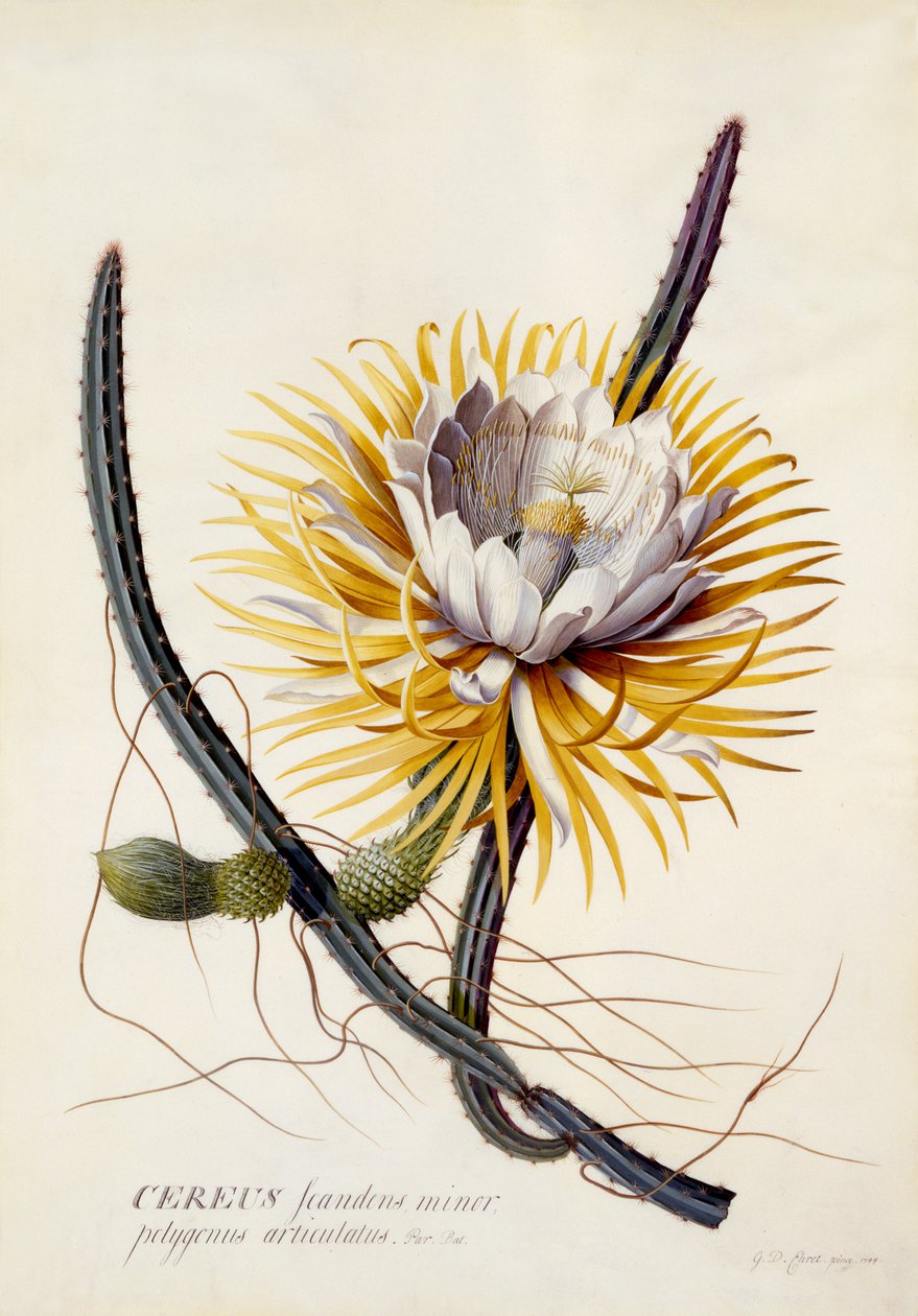 Cereus ، ملكة الليل ، c.1744 (نقش يدوي) بواسطة جورج ديونيسيوس إهريت