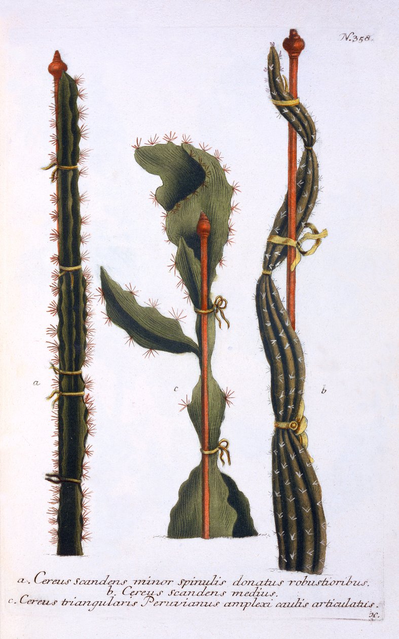 Cereus scandens طفيفة ، Cereus scandens medeus و triangularis Peruvianus ، من "Phytanthoza Iconographia" ، بقلم يوهان فيلهلم واينمان ، تم نشره في c.1737-45 (mezzotint) بواسطة جورج ديونيسيوس إهريت