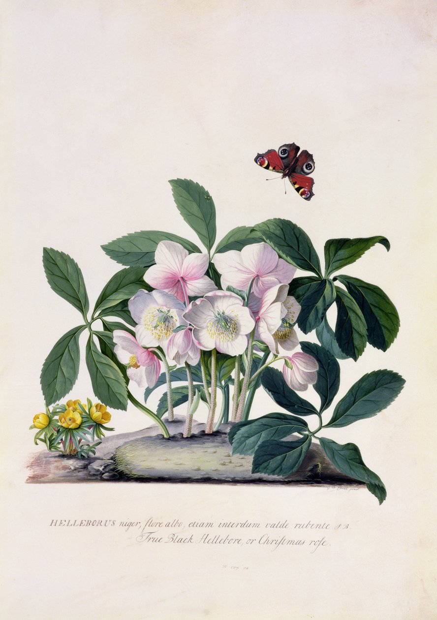 روز عيد الميلاد (Helleborus niger) و Winter Aconite (Eranthis hyemalis) (الغواش على الرق) بواسطة جورج ديونيسيوس إهريت