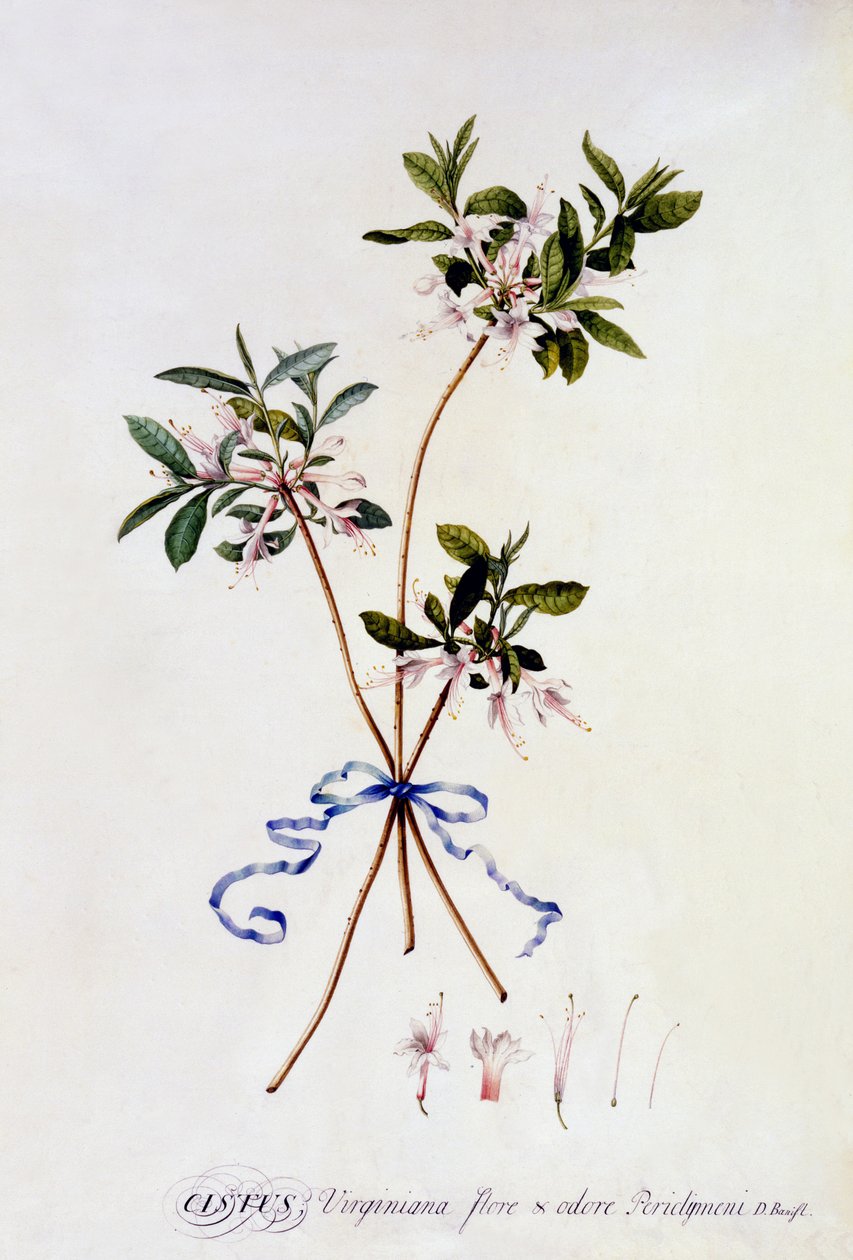 Cistus Virginiana ، c.1743 (النقش اليدوي) بواسطة جورج ديونيسيوس إهريت