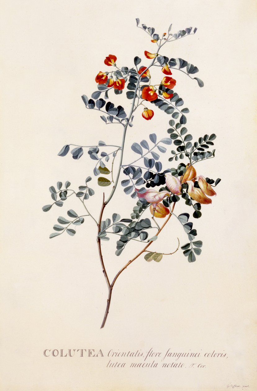 Colutea ، c.1745 (النقش اليدوي) بواسطة جورج ديونيسيوس إهريت