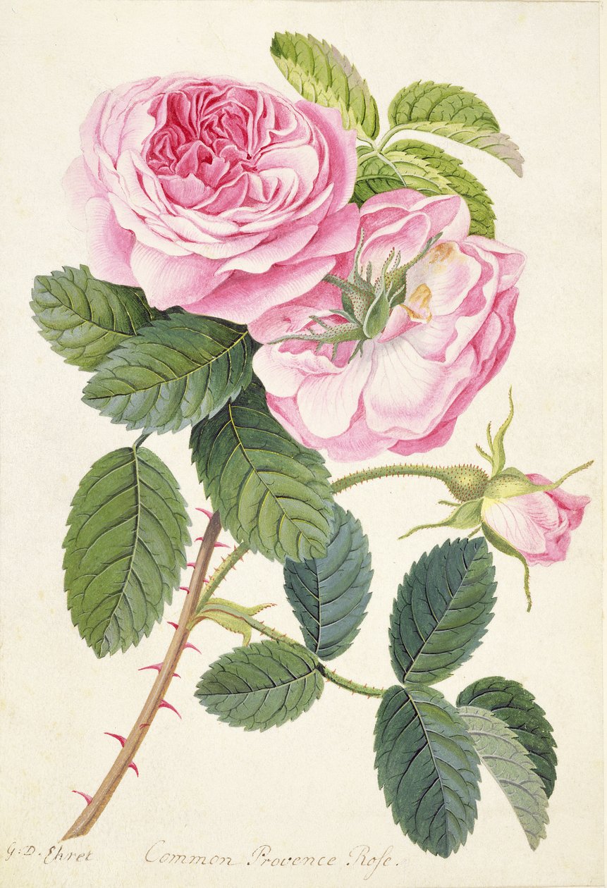 Common Provence Rose (قلم رصاص ومرحاض ولون الجسم على الرق) بواسطة جورج ديونيسيوس إهريت