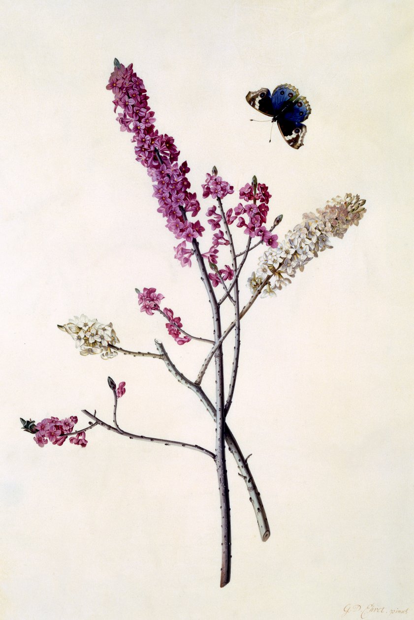 دافني ميزريوم مع فراشة ، c.1740 (نقش يدوي) بواسطة جورج ديونيسيوس إهريت