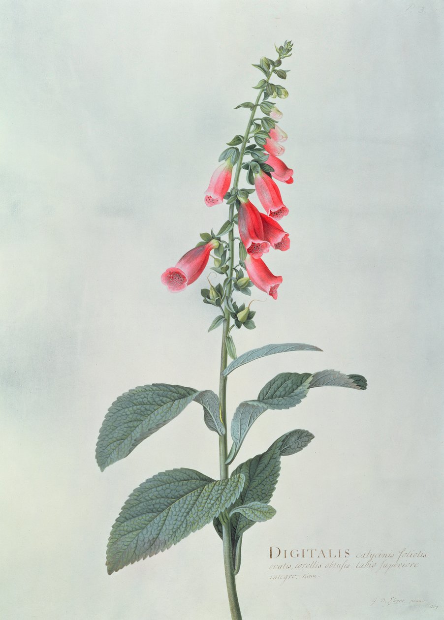 الديجيتال بوربوريا (Foxglove) بواسطة جورج ديونيسيوس إهريت