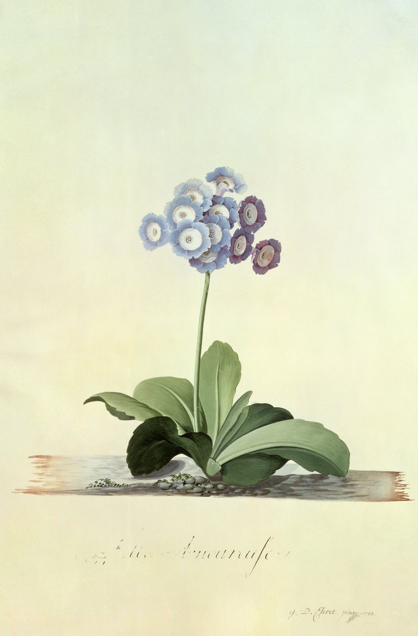 فتاة في الحب (الأزرق Auricula) بواسطة جورج ديونيسيوس إهريت