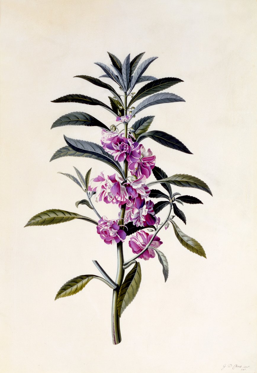 Garden Balsam، Impatiens balsamina، c.1746 (نقش يدوي) بواسطة جورج ديونيسيوس إهريت