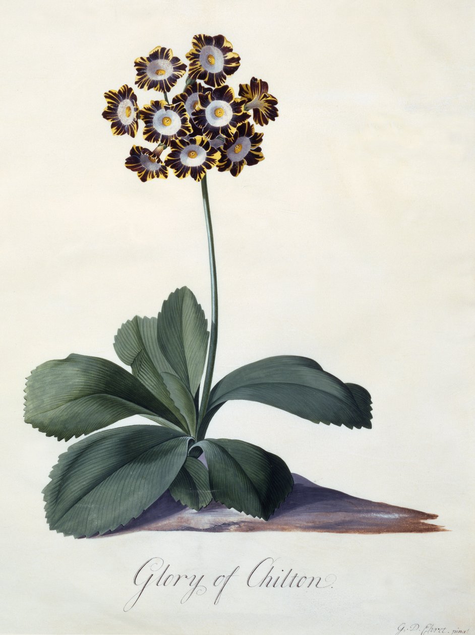 مجد شيلتون ، c.1745 (نقش يدوي) بواسطة جورج ديونيسيوس إهريت