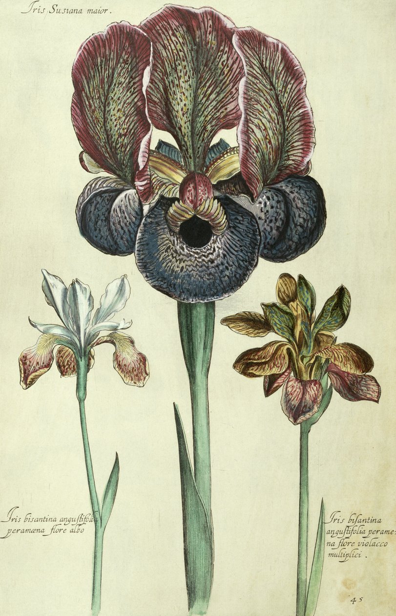 Iris susiana أكبر و Iris Bisantinus angustijolia بواسطة جورج ديونيسيوس إهريت