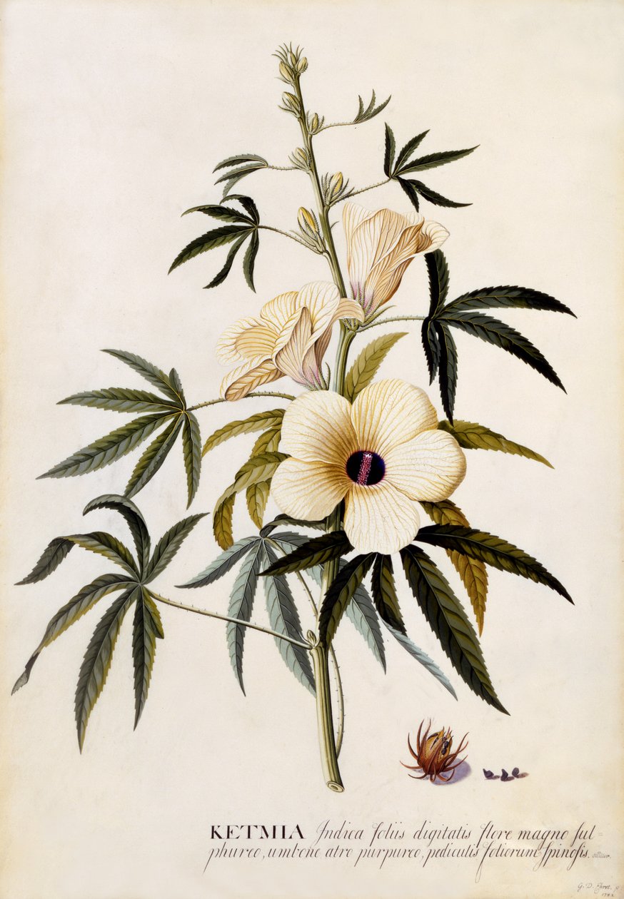 Ketmia ، c.1742 (نقش يدوي) بواسطة جورج ديونيسيوس إهريت