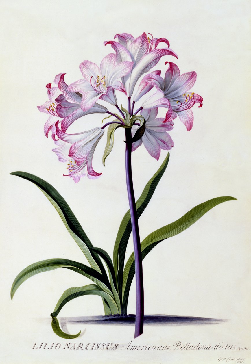 Lilio Narcissus، c.1744 (نقش يدوي) بواسطة جورج ديونيسيوس إهريت