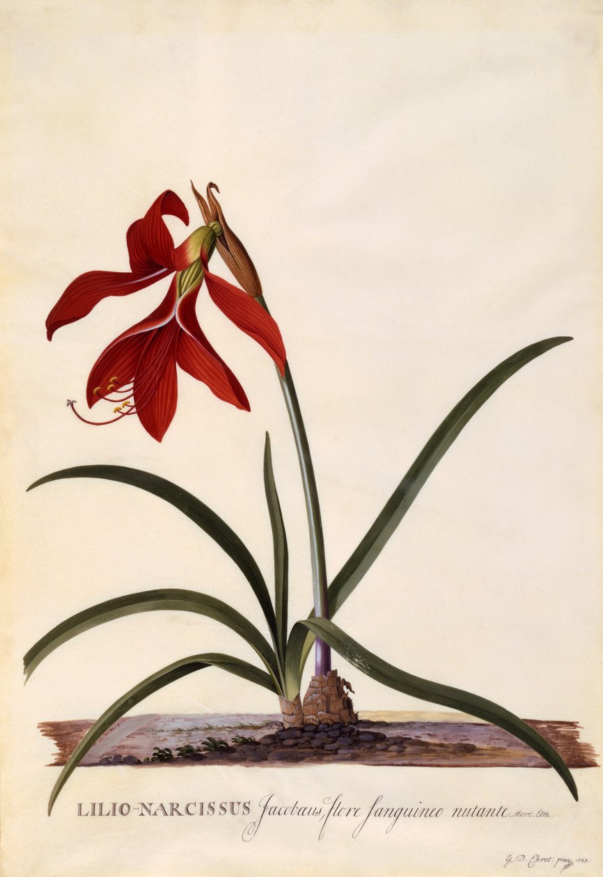 Lilio-Narcissus ، Jaobean Lily ، c.1743 (نقش يدوي اللون) بواسطة جورج ديونيسيوس إهريت