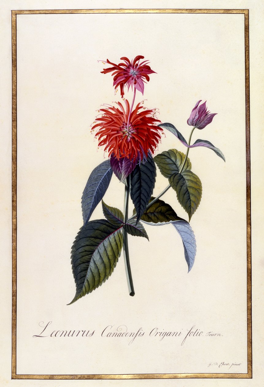 Oswego Tea Plant ، c.1740 (نقش يدوي) بواسطة جورج ديونيسيوس إهريت