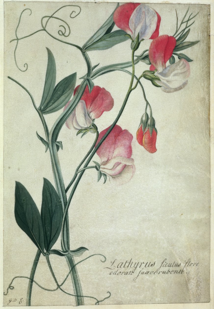 PD.113-1973.f1 زهور Lathyrus Sicilian ، c.1760-70 (مرحاض على الرق) بواسطة جورج ديونيسيوس إهريت