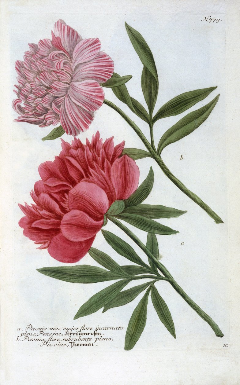 Paeonia من يوهان ويلهلم وينمانز Phytanthoza Iconographia ، 1737 (النقش اليدوي) بواسطة جورج ديونيسيوس إهريت