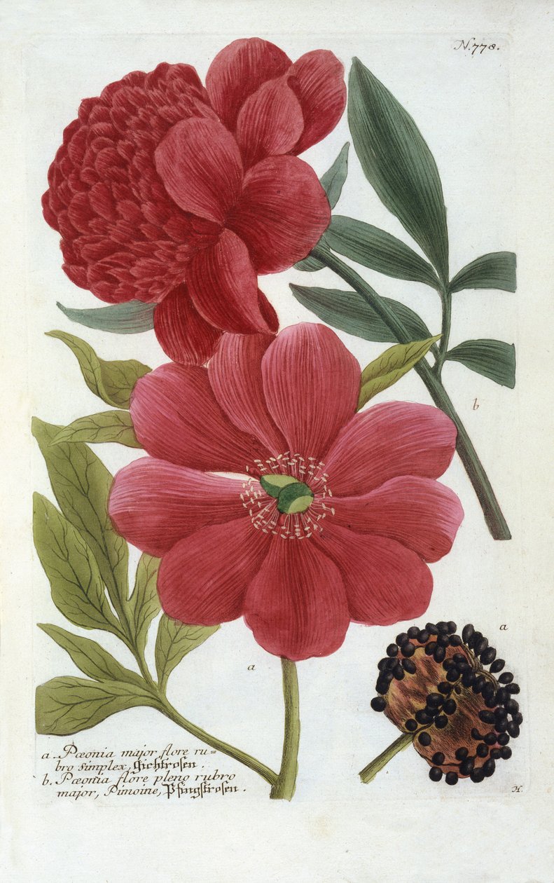 Paeonia من يوهان ويلهلم وينمانز Phytanthoza Iconographia ، 1737 (النقش اليدوي) بواسطة جورج ديونيسيوس إهريت