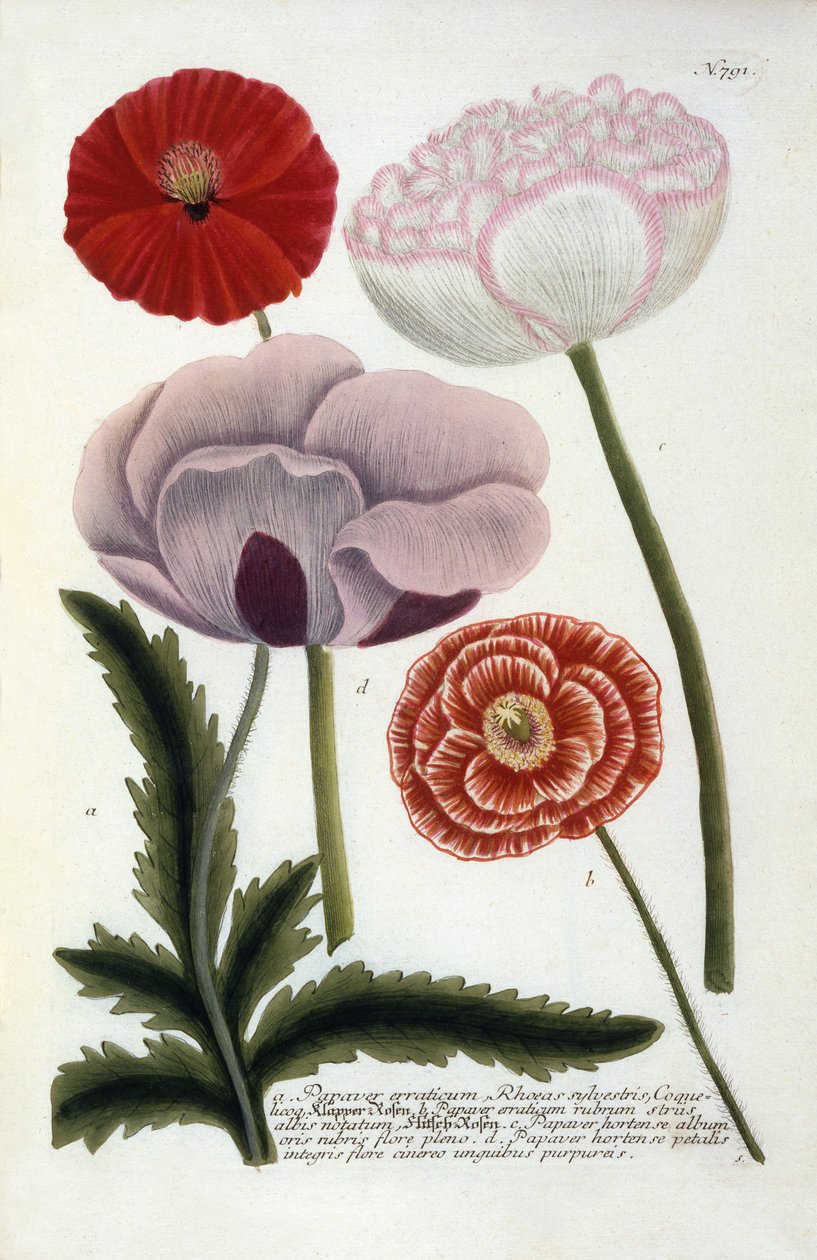Papaver ، من يوهان ويلهلم وينمانز Phytanthoza Iconographia ، 1737 (النقش اليدوي) بواسطة جورج ديونيسيوس إهريت