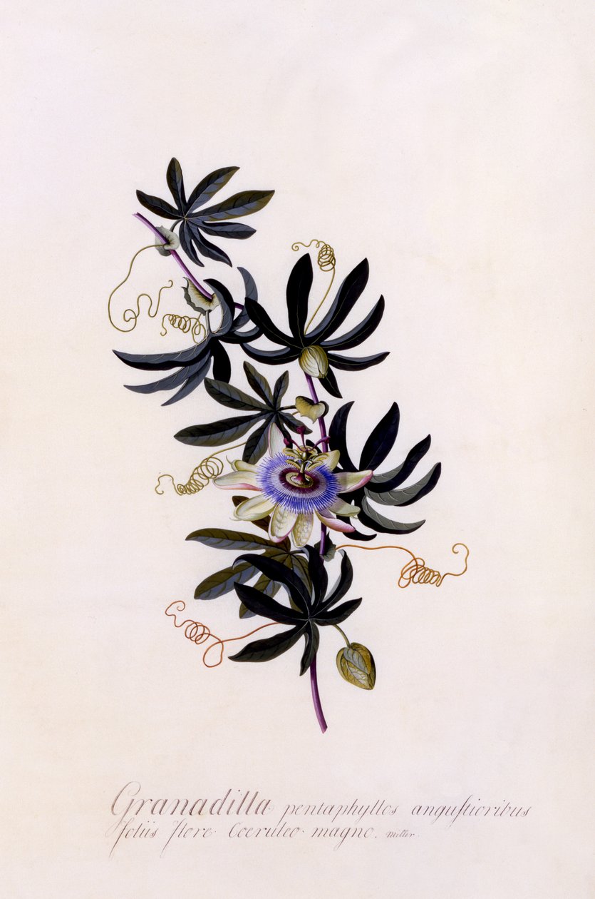Passiflora Granadilla ، c.1745 (نقش يدوي) بواسطة جورج ديونيسيوس إهريت