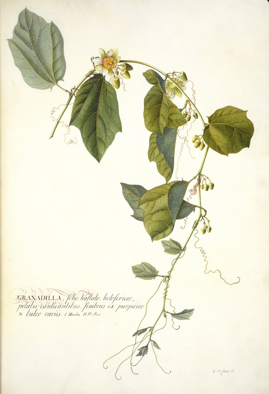Passiflora holosericea (زهرة العاطفة) (wc und bodycolour مرتفعة بالذهب على الرق) بواسطة جورج ديونيسيوس إهريت