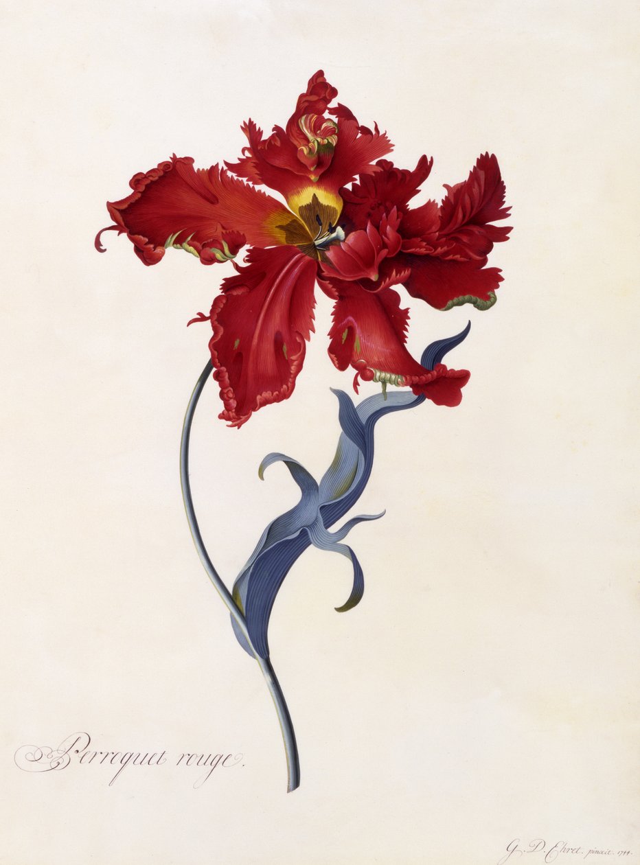 Perroquet Rouge ، c.1744 (نقش يدوي) بواسطة جورج ديونيسيوس إهريت