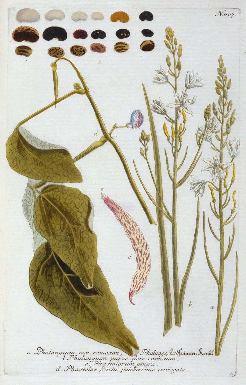 الكتائب من يوهان ويلهلم وينمانز Phytanthoza Iconographia ، 1737 (النقش اليدوي) بواسطة جورج ديونيسيوس إهريت