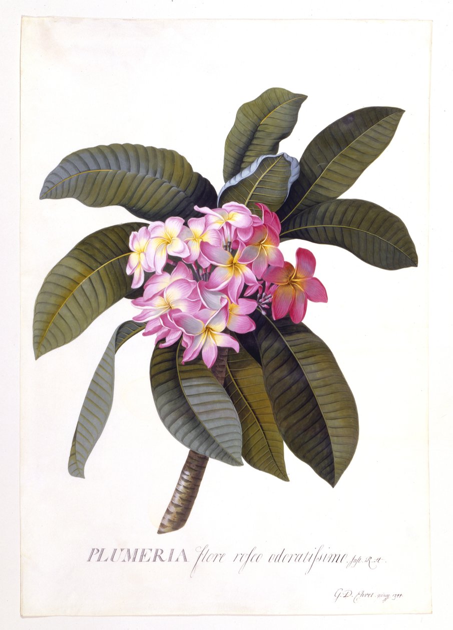 Plumeria ، c.1744 (النقش اليدوي) بواسطة جورج ديونيسيوس إهريت