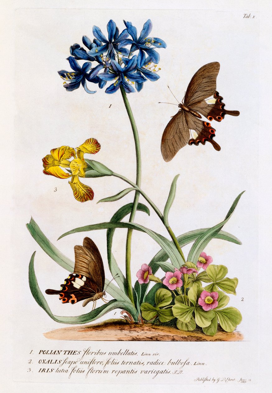 Polianthes ، Oxalis and Iris ، 1749 (نقش يدوي) بواسطة جورج ديونيسيوس إهريت