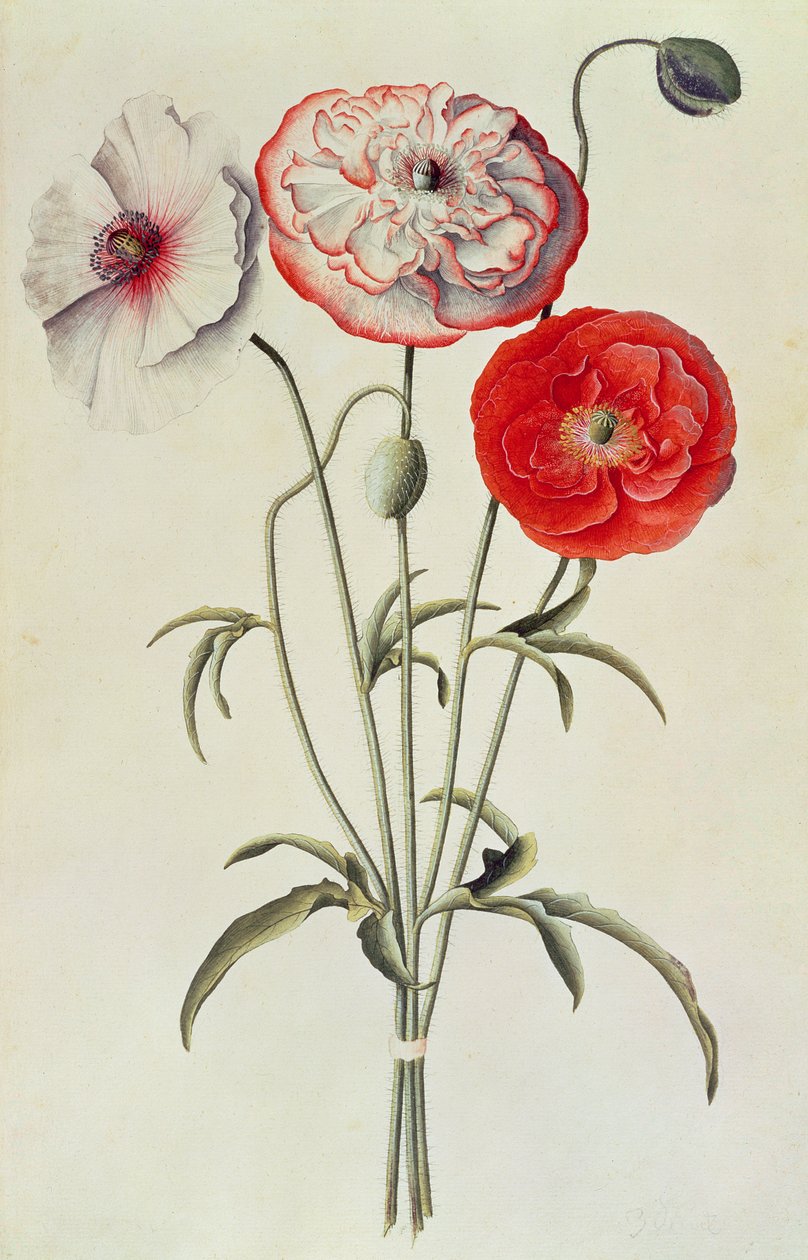 الخشخاش: الذرة (Papaver Rhoeas) بواسطة جورج ديونيسيوس إهريت