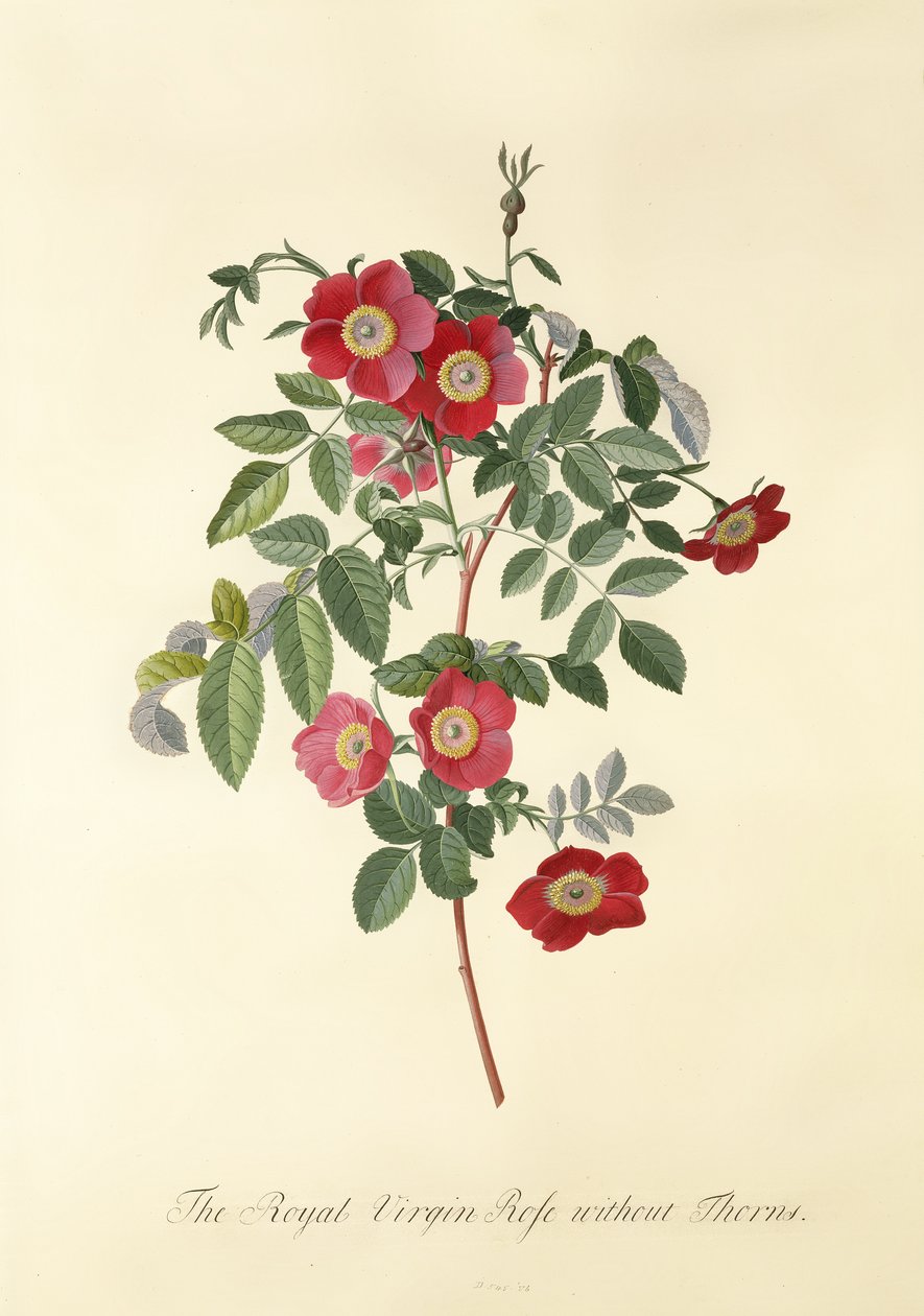 الورد: بدون الشوك (Royal Virgin Rose) بواسطة جورج ديونيسيوس إهريت