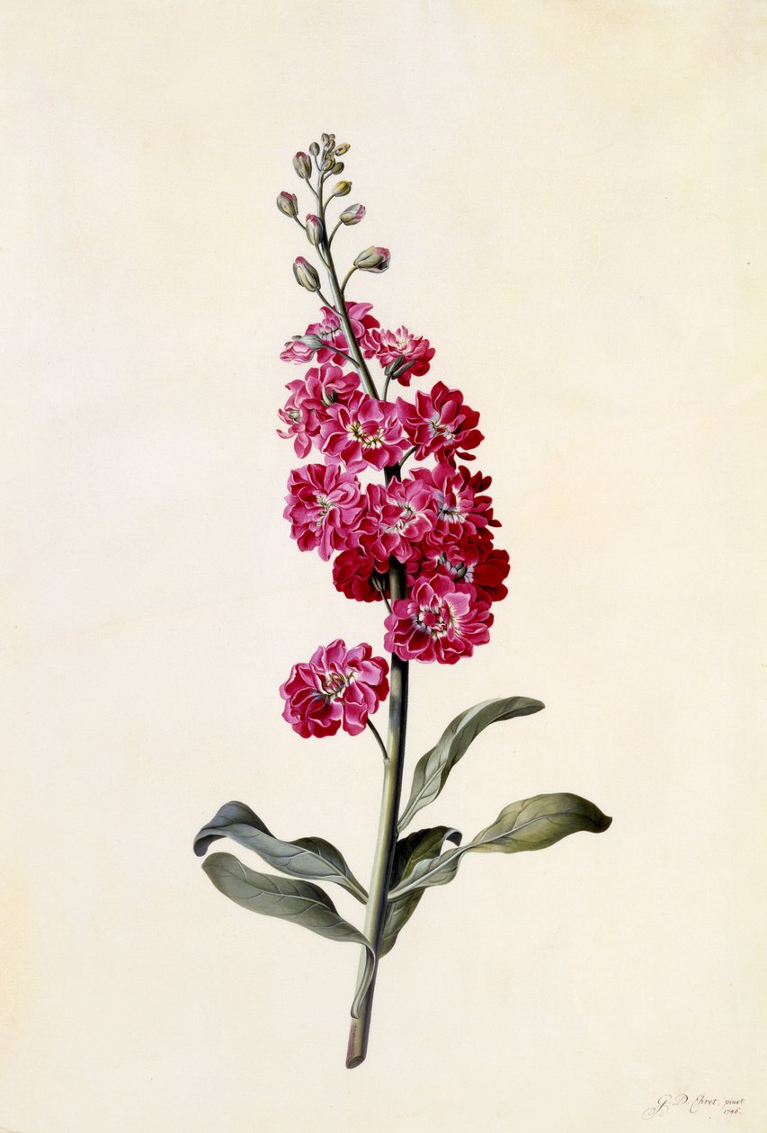 الأسهم ، Matthiola incana ، c.1746 (نقش يدوي) بواسطة جورج ديونيسيوس إهريت