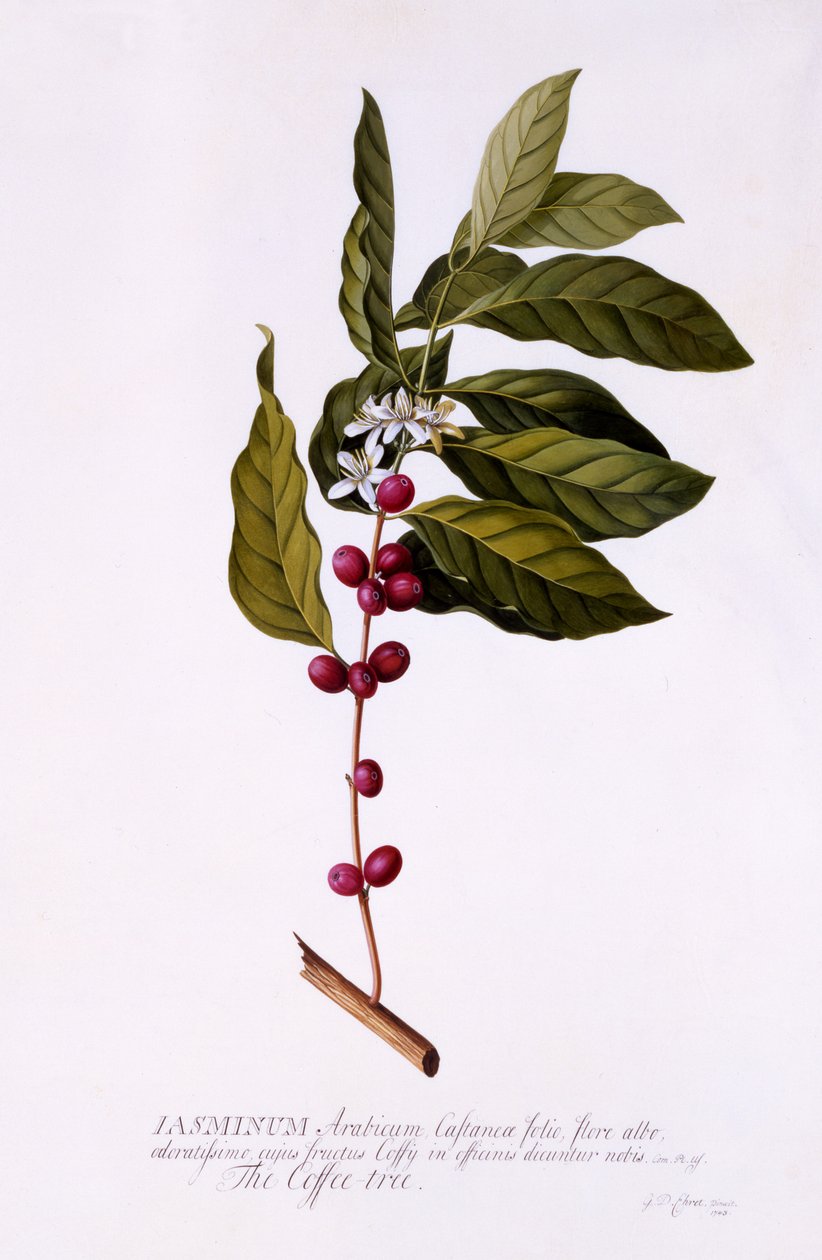 شجرة القهوة ، c.1743 (نقش يدوي) بواسطة جورج ديونيسيوس إهريت