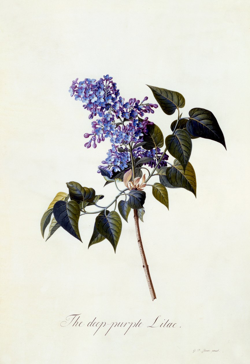 أرجواني أرجواني داكن ، c.1743 (نقش يدوي) بواسطة جورج ديونيسيوس إهريت