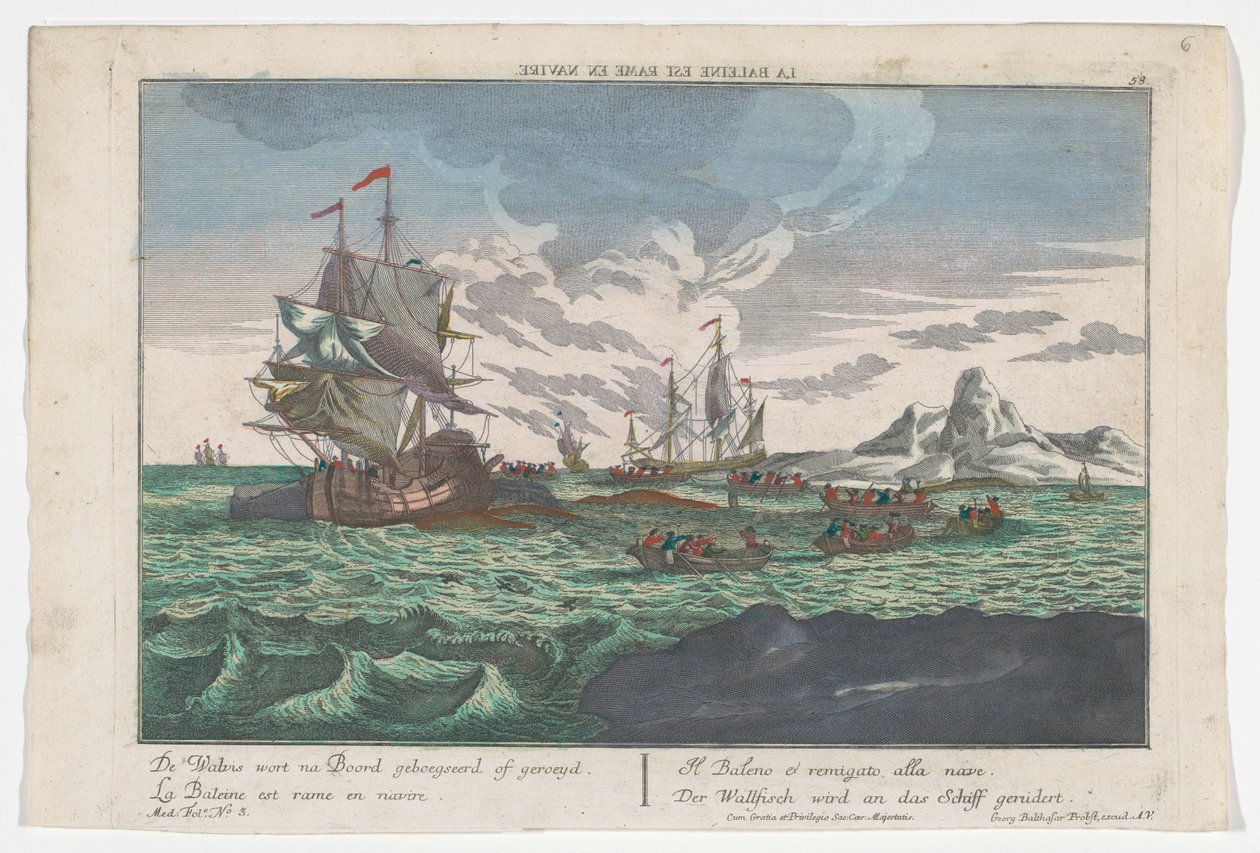 منظر للحيتان وهي تجدف إلى السفن Der Wallfisch wird an das Schiff gerudert (العنوان على الكائن) صيد الحيتان قبالة جرينلاند (عنوان المسلسل) بواسطة جورج بالتازار بروبست