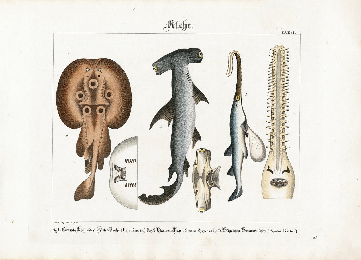 أنواع الأسماك البحرية الغريبة بواسطة 