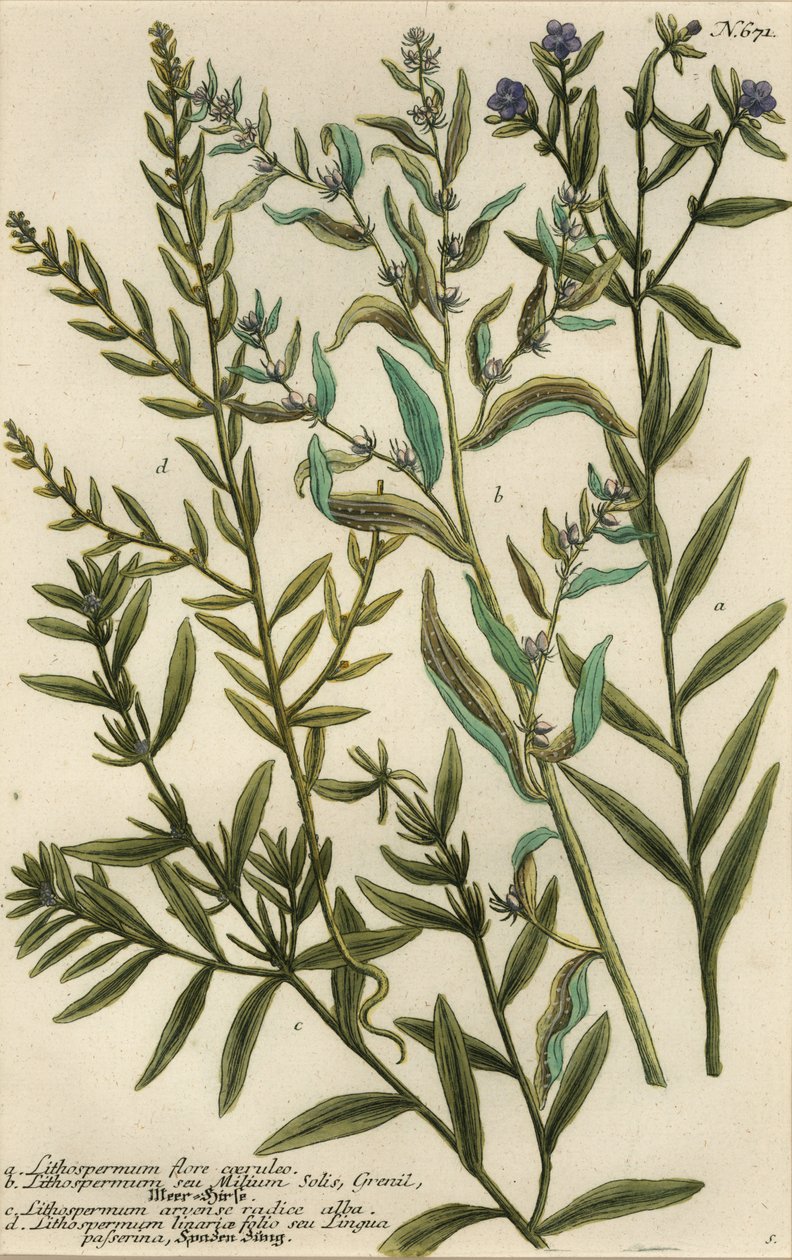 أصناف Gromwell ، أنواع Lithospermum بواسطة جورج ديونيسيوس (بعد) إيريت