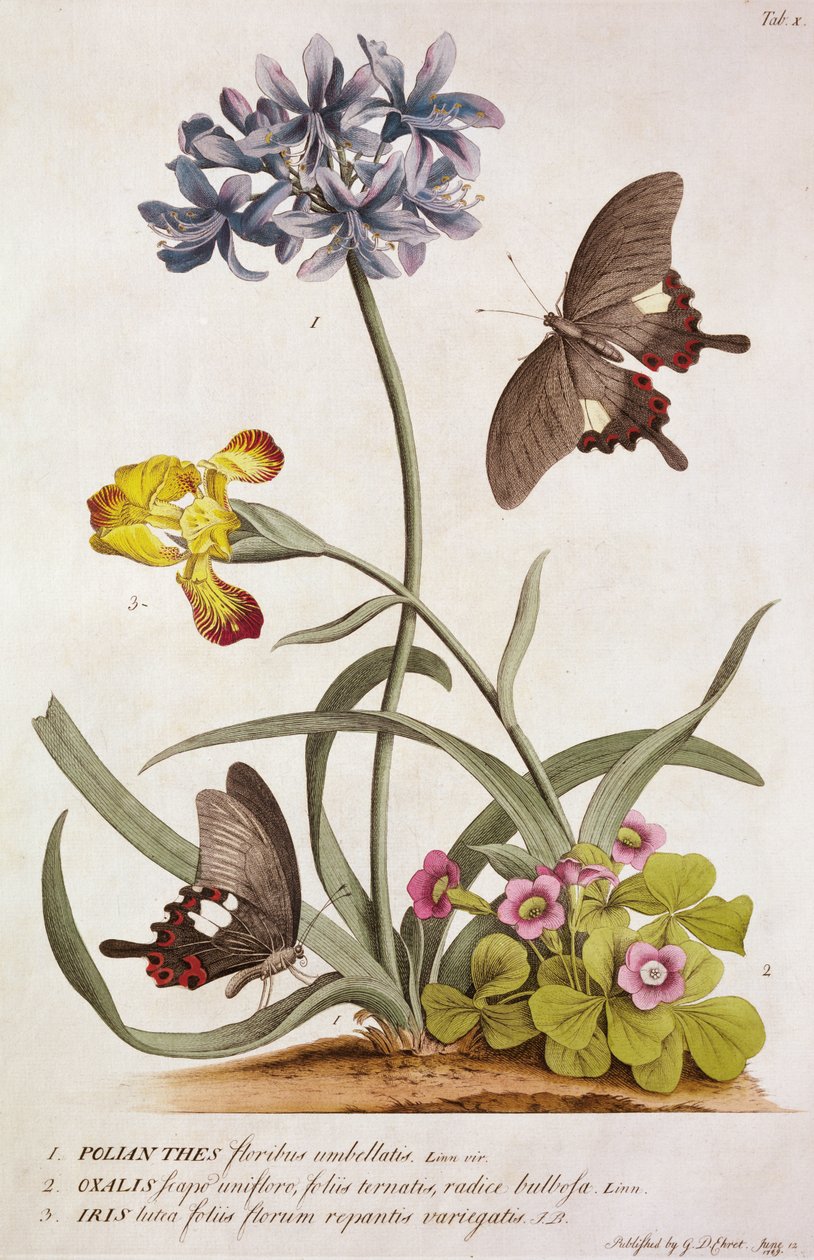 Agapanthus africanus ، ألوان قوس قزح ، وأنواع من الأكسالات ، من "نباتات وفراشات نادرة" ، 1749 بواسطة جورج ديونيسيوس إهريت