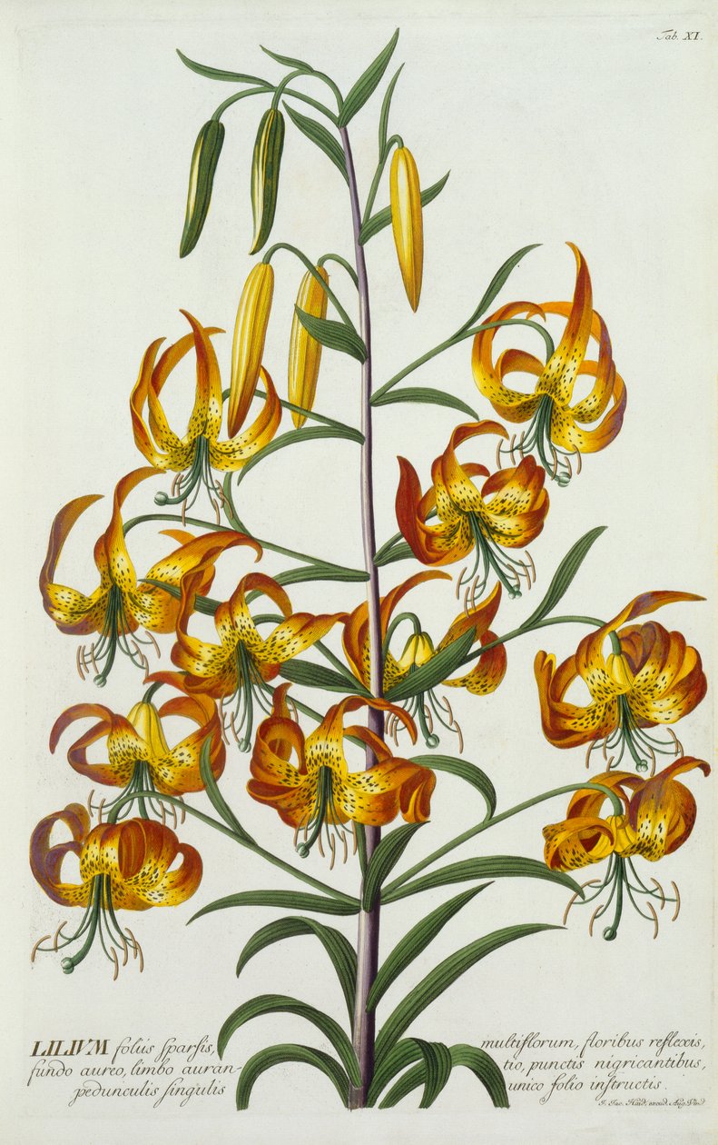 American Turkscap Lily ، ج. 1740 نقش ملون باليد. بواسطة "جورج ديونيسيوس إيريت