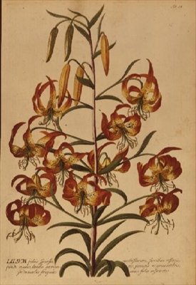 American Turkscap Lily من "النبات المختار" بواسطة جورج ديونيسيوس إهريت