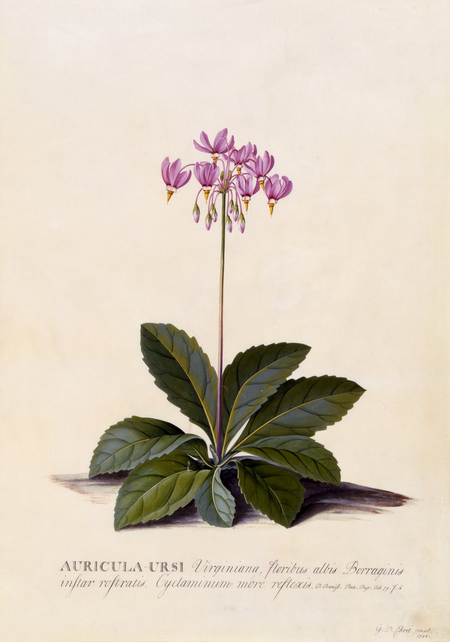 Aricula ursi، Shooting Star، c.1744 (نقش يدوي) بواسطة جورج ديونيسيوس إهريت